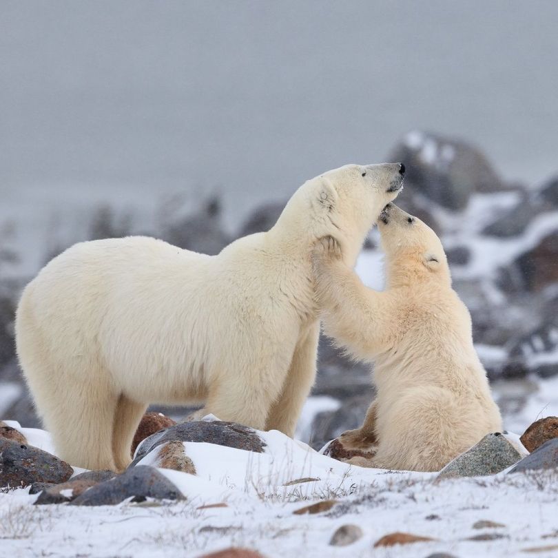 Image/@polarbearsinternational