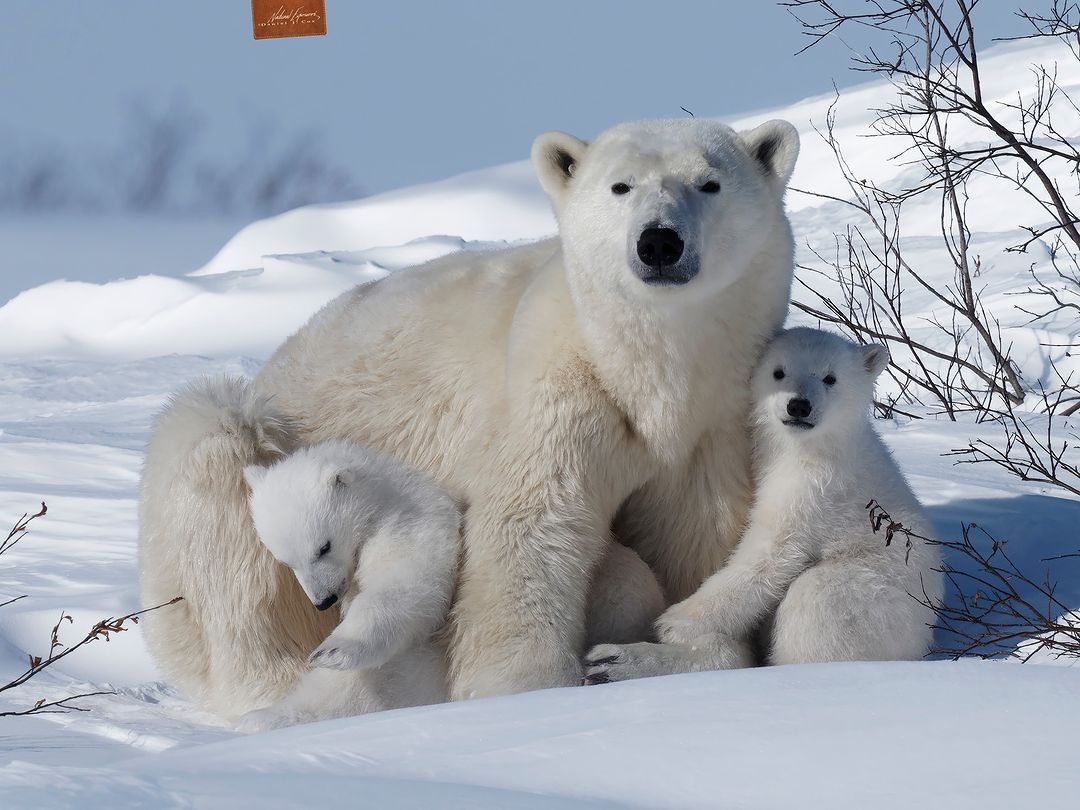 Image/@polarbearsinternational