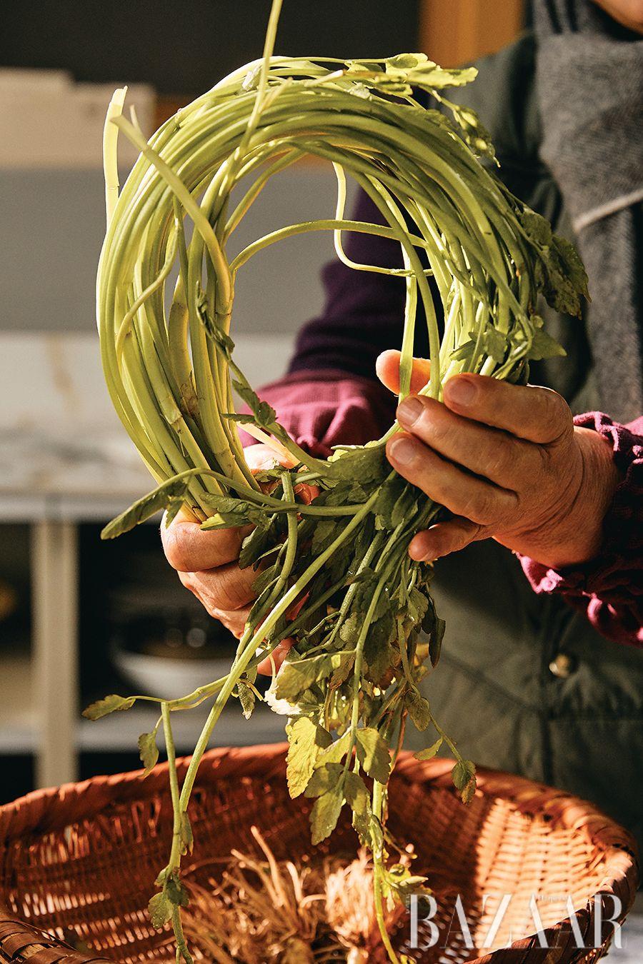 제철을 맞은 미나리. 뿌리는 잘라 물에 담가 싹을 틔운다.