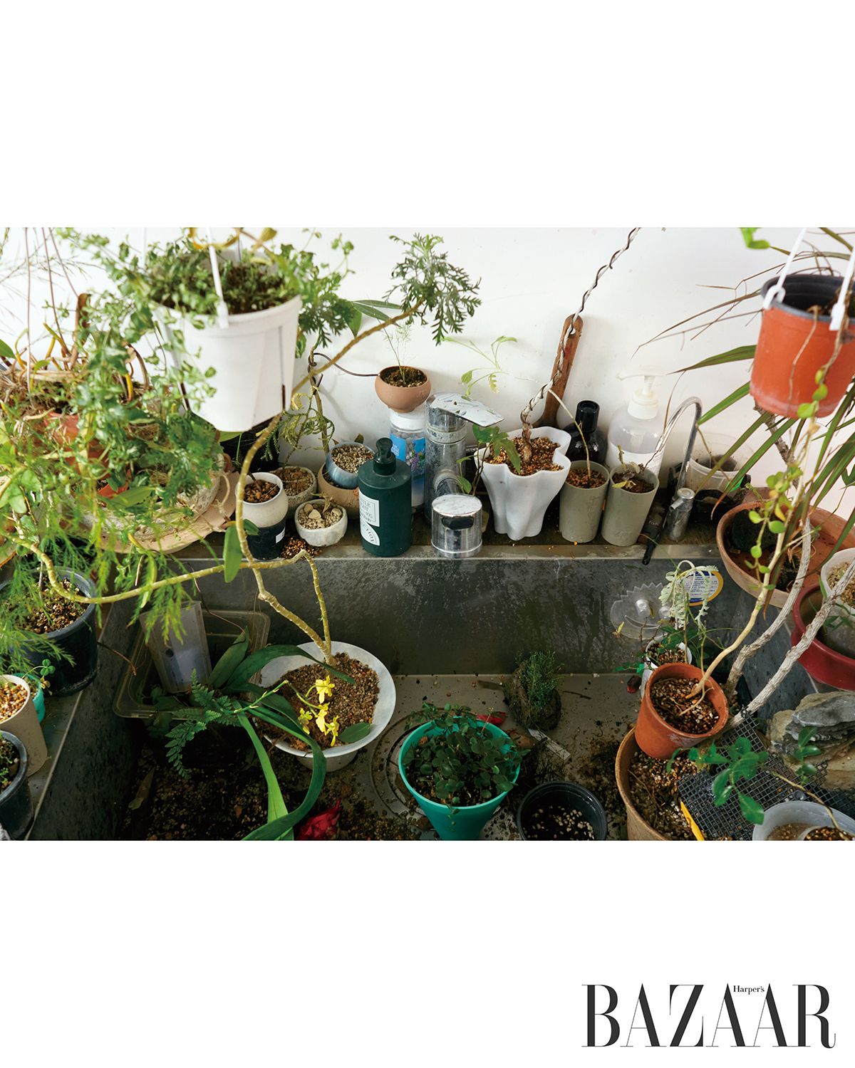 어느 목수가 살던 용산의 2층 주택은 식물을 기르고 파는 상점 ‘4t’가 되었다. 화분과 흙과 풀과 삽의 제자리는 깊고 넓은 싱크대다.