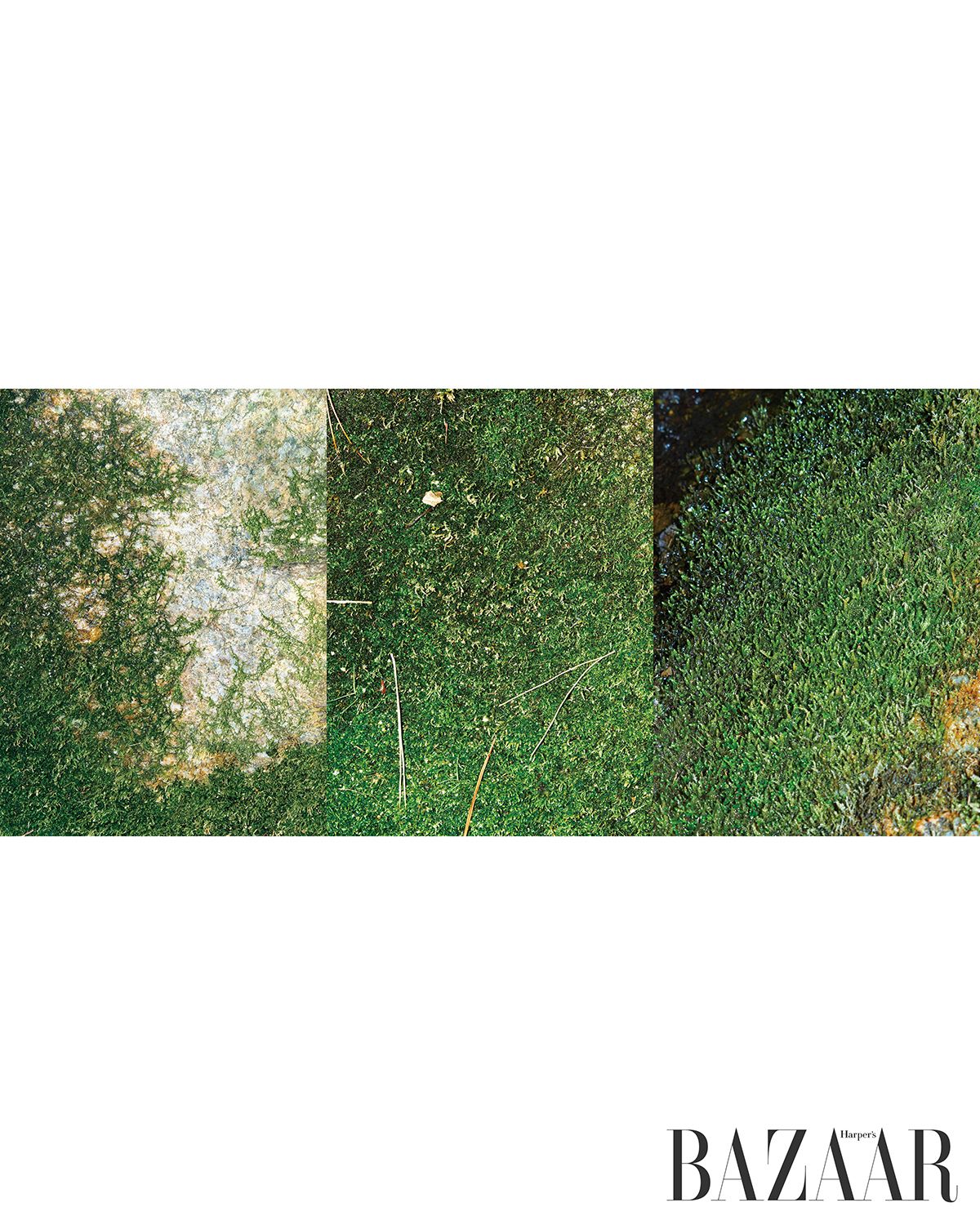 경쾌한 물소리가 난다 해서 붙은 이름, 수성동 계곡의 이끼들. 인왕산 아래 옥류동천이 흐르는 이 계곡은 겸재 정선의 아지트였다. <장동팔경첩>에 담긴 그때 그 이끼였을지 모른다. 