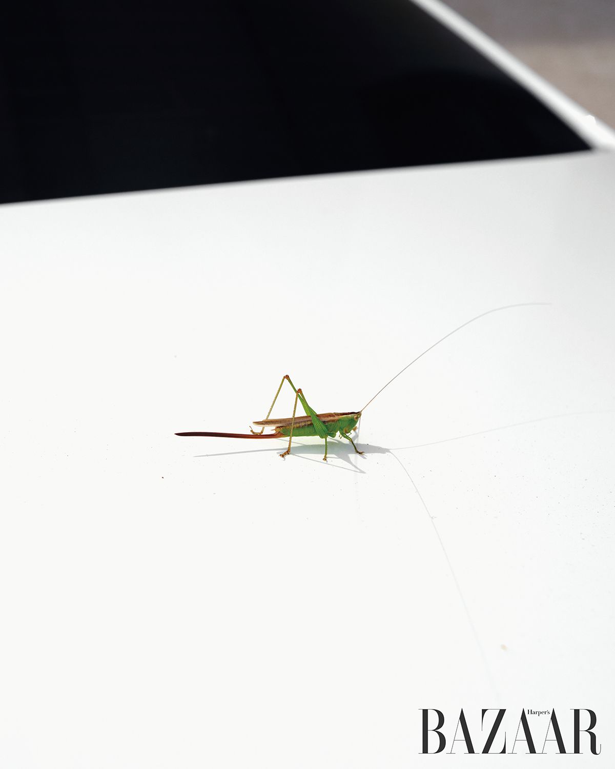 흰색 벤츠 보닛 위에 자리 잡은 메뚜기로 자꾸만 시선이 간다. 메뚜기의 더듬이가 원래 이리도 길었던가. 몸체는 원래 이리도 선연한 연둣빛을 띠었었나.