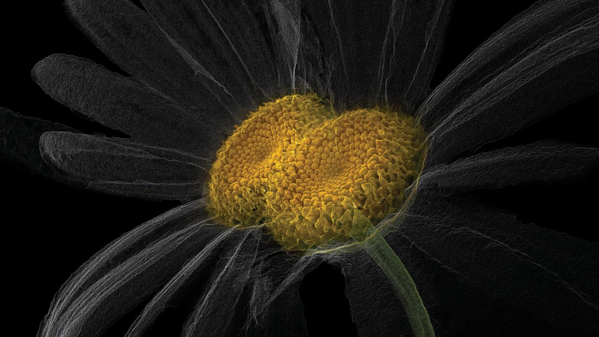 Laurent Grasso, <Artificialis>, 2020, HR film, 27 min 33 sec, © Laurent Grasso / ADAGP, Paris, 2025. Courtesy of Perrotin.