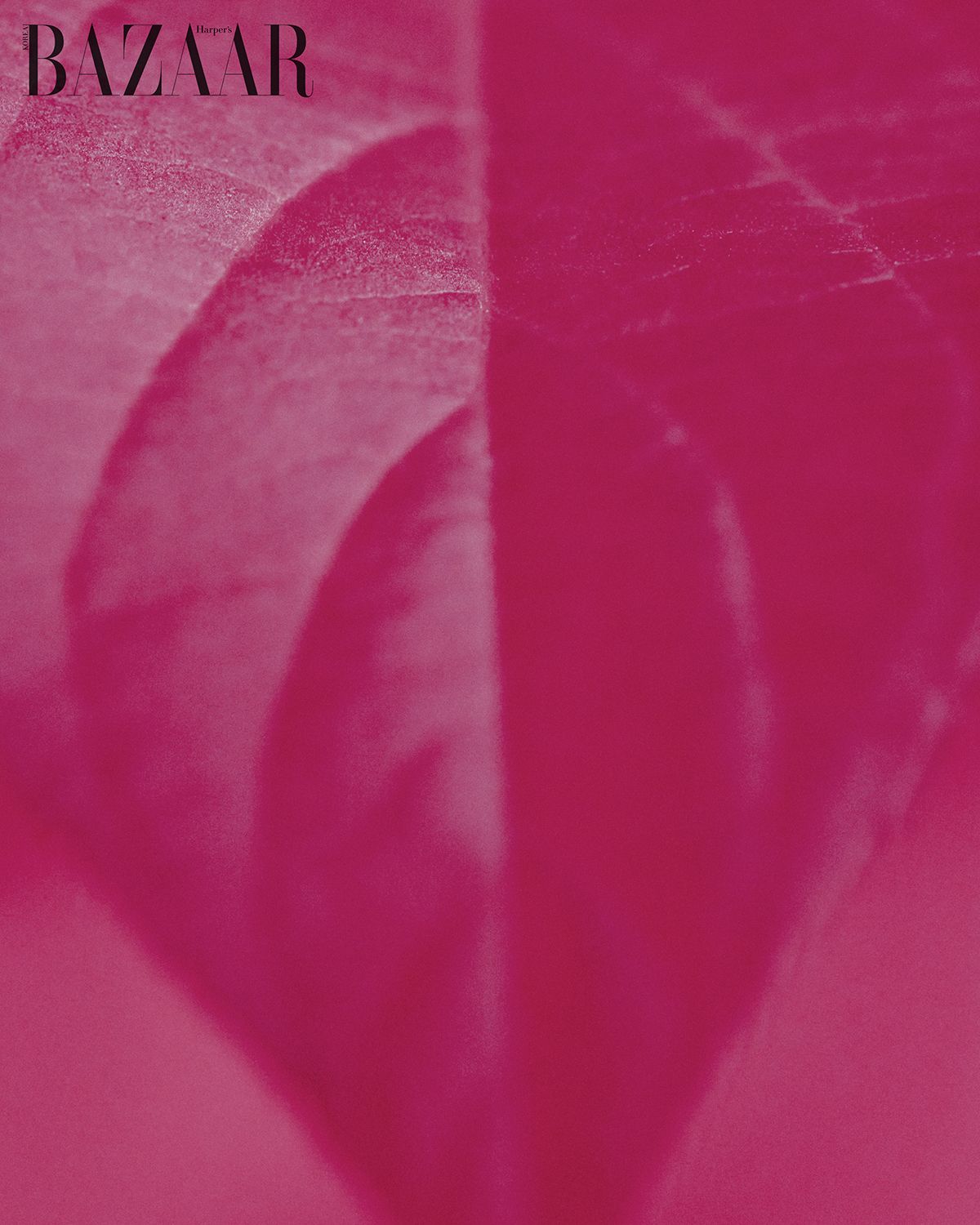 즈이나의 단풍잎을 확대한 모습.