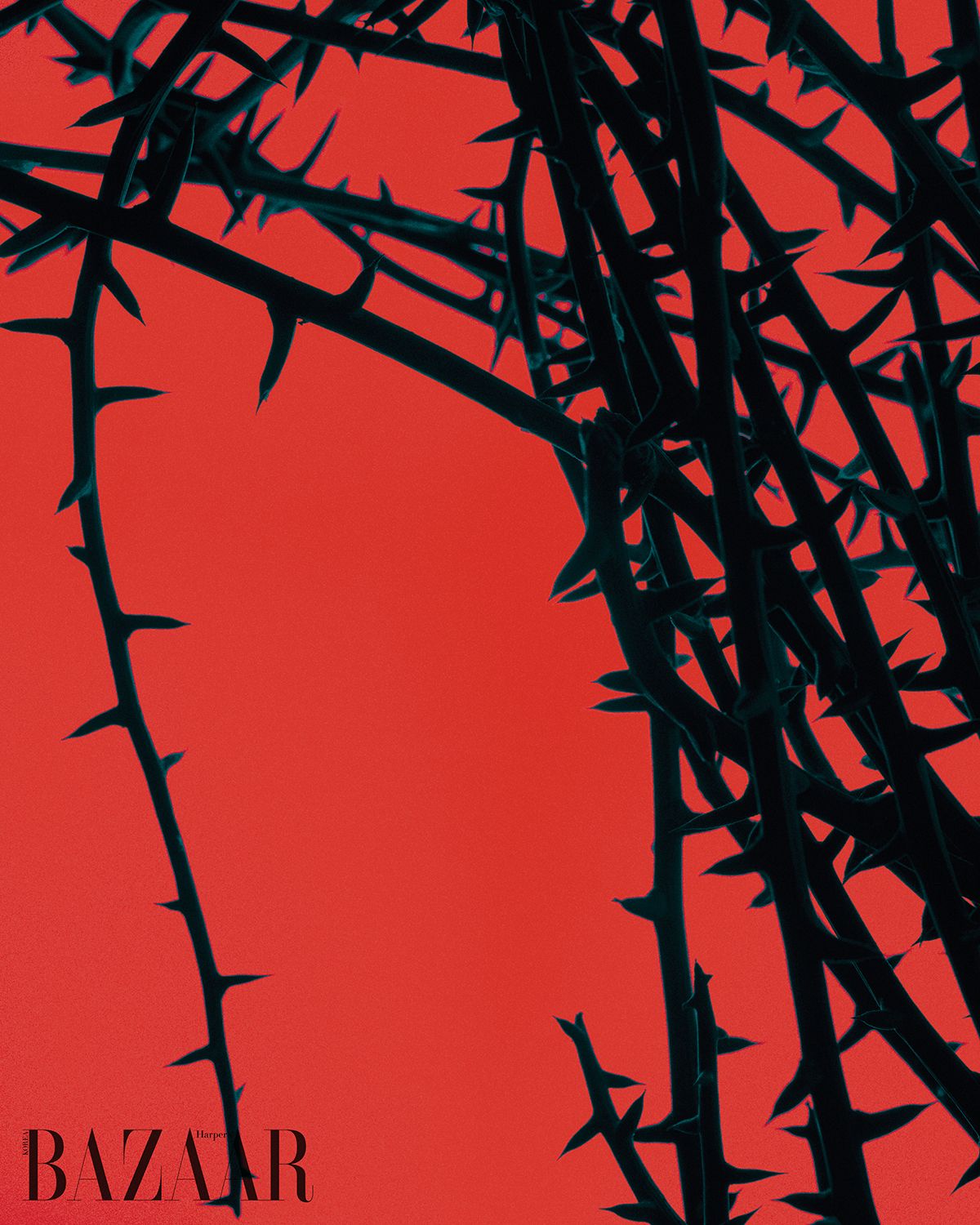 아데니아 글로보사의 줄기를 가까이에서 들여다 본 모습.