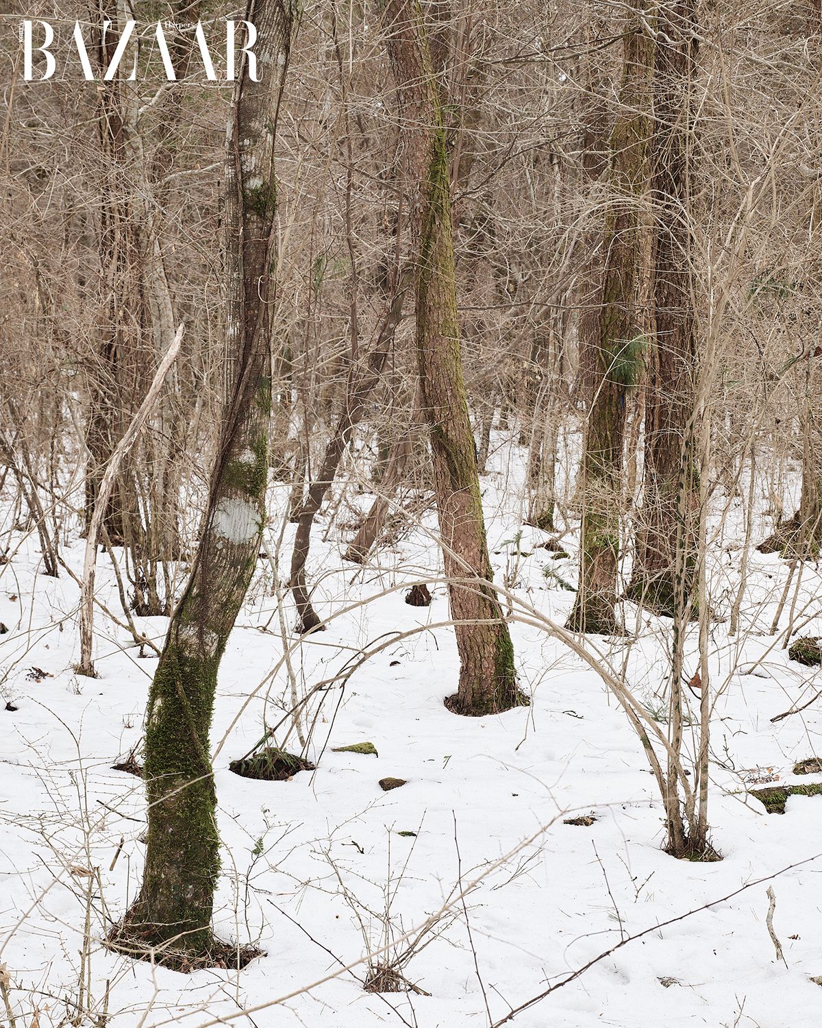 이미지 캡션 영역