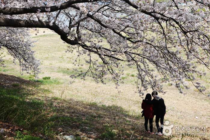 벚꽃 핀 보문호 / 한국관광공사 제공