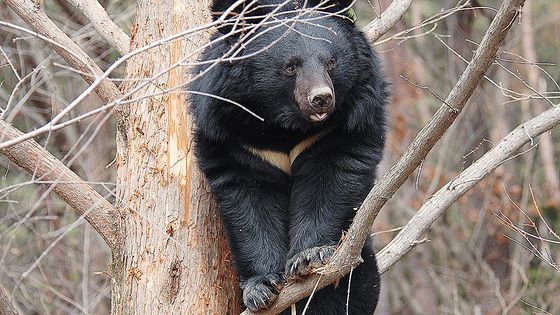 지리산 곰(출처: 국립공원공단 제공)
