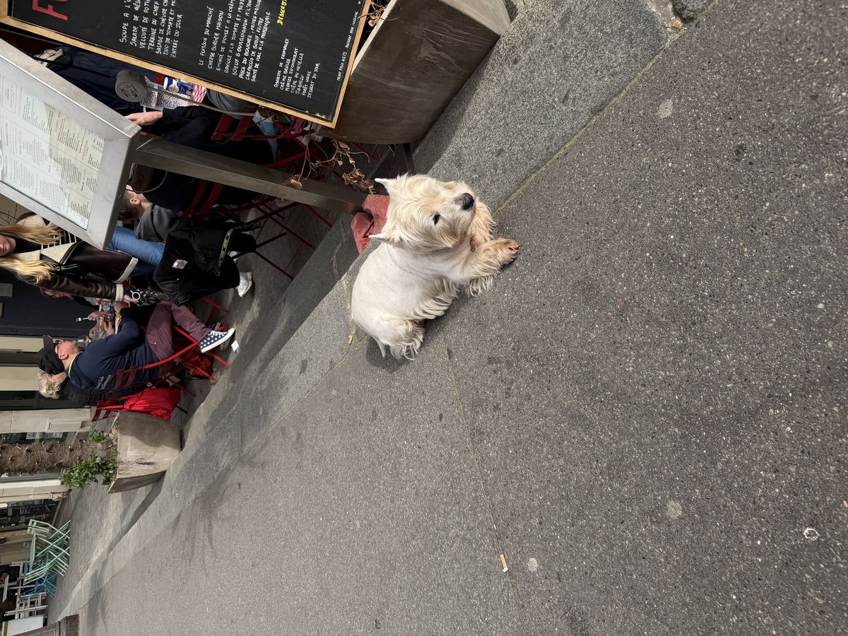 마지막 날 파리 거리에서 만난 강아지.