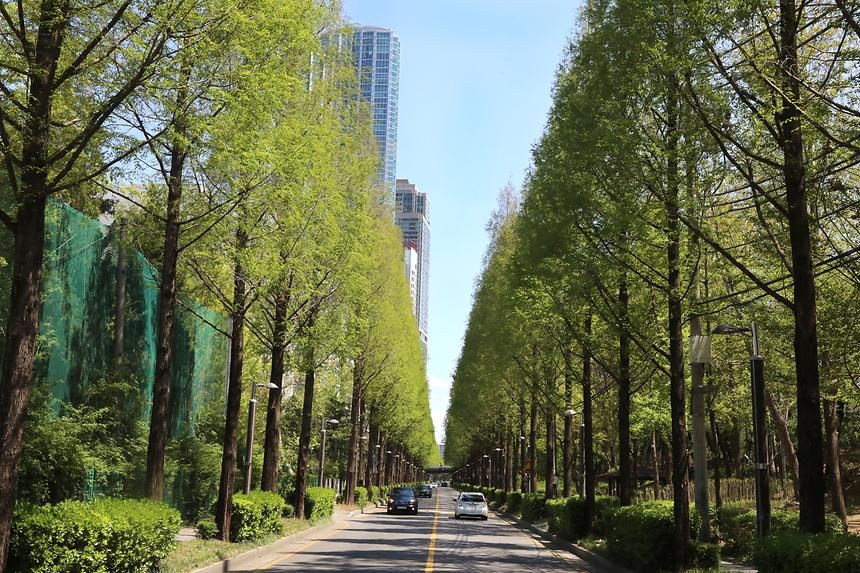 양재천 메타세콰이어길(출처: 강남구청 제공)