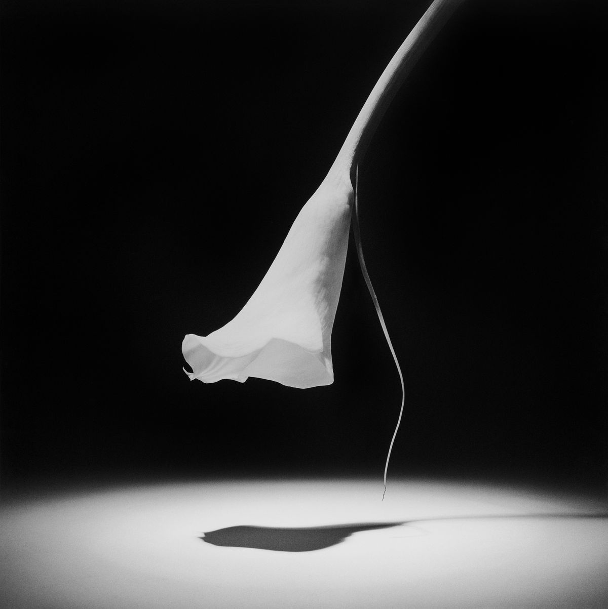 로버트 메이플소프(1946–1989) 〈Calla Lily〉 1986 Silver gelatin 137.2 x 137.2 cm (54 x 54 in.) © Robert Mapplethorpe Foundation. Used by permission. 이미지 제공: 국제갤러리