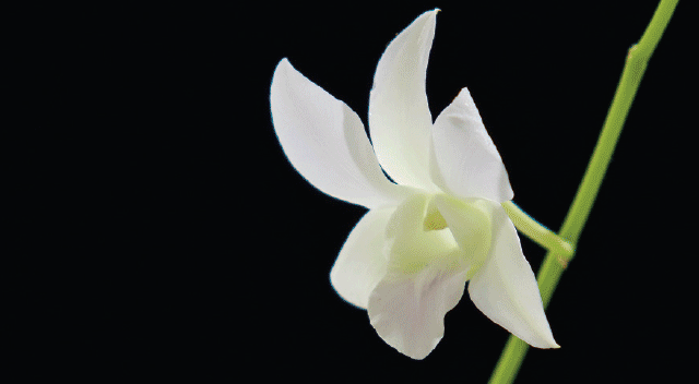 ‘반도의 무희’, 2019, 멀티 채널 비디오 설치, 가변크기 1 이미지 출처: 世紀の美人舞踊家崔承喜, 高島雄三郎・鄭炳浩 編著, エムティ出版, 1994