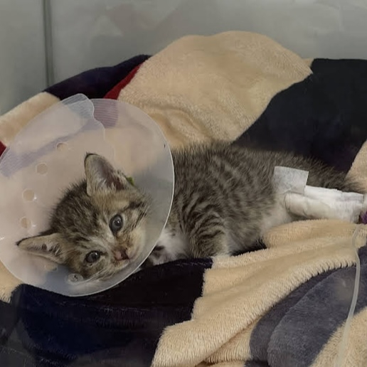 출처 : 유튜브 <Lush Korea> 캡처