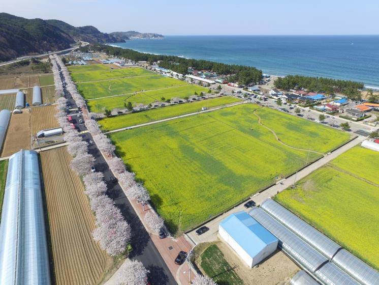 맹방유채꽃축제_속초시