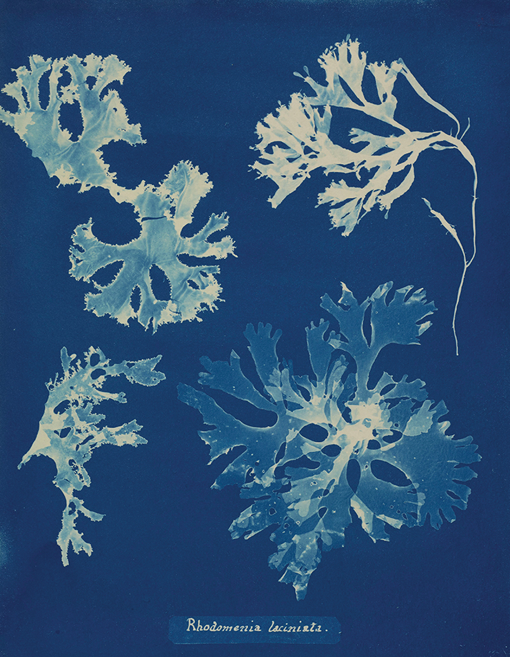 안나 앳킨스(Anna Atkins)의 해초 청사진 중 영국 해초, 푸쿠스 베시클로수스 사진.