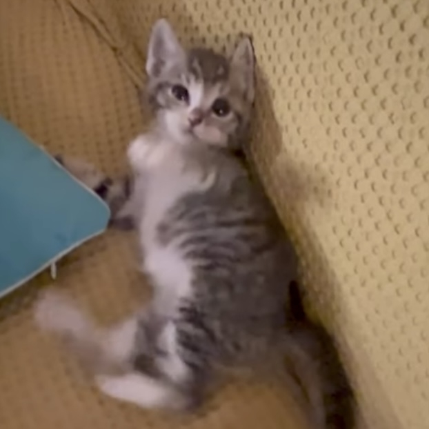 출처 : 유튜브 <Lush Korea> 캡처