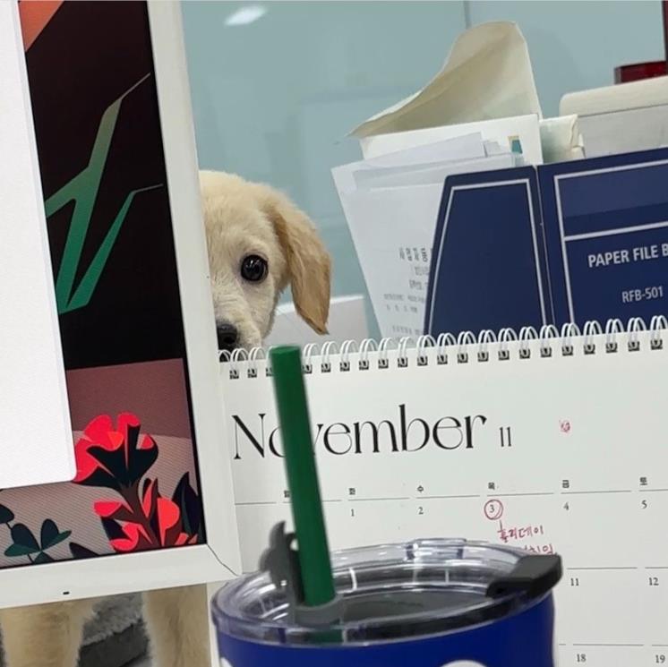 출처 : 테드 인스타그램 (@dear_tedtheteddy) 캡처